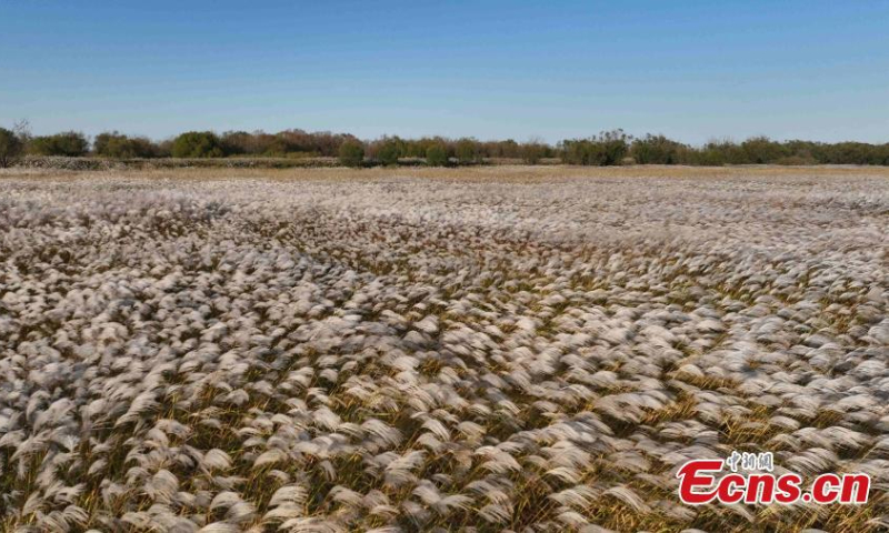 A vast of Miscanthus sacchariflorus spreads at the Yellow River estuary where the Yellow River, China's second-longest river, joins the Bohai Sea in Dongying, east China's Shandong Province, Oct. 17, 2022. (Photo: China News Service/Yang Bin)