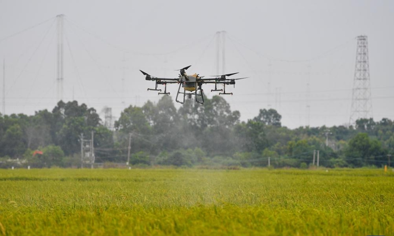 A drone sprays pesticide in a seed production field in Dongfang City, south China's Hainan Province, Oct. 15, 2022.Photo:Xinhua