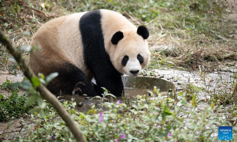 Giant panda Jing Jing plays at the Ya'an base of the China Conservation and Research Center for the Giant Panda in southwest China's Sichuan Province, Oct. 18, 2022.(Photo: Xinhua)
