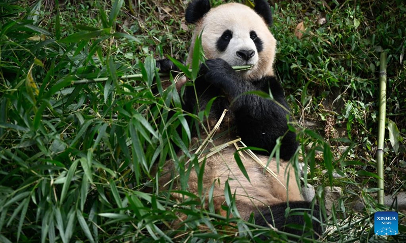 Giant panda Jing Jing feeds on bamboo at the Ya'an base of the China Conservation and Research Center for the Giant Panda in southwest China's Sichuan Province, Oct. 17, 2022. Two giant pandas left their breeding base in southwest China's Sichuan Province on Tuesday for Qatar in a cooperation program on the research and protection of the animal between the two countries.(Photo: Xinhua)