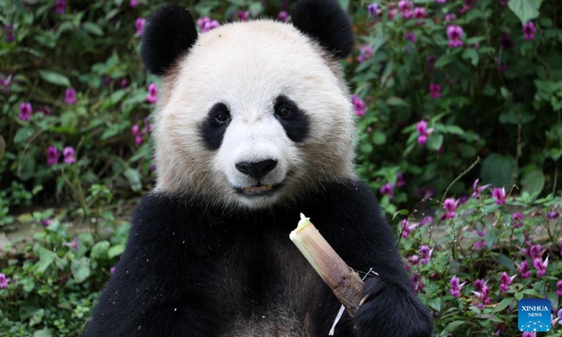 Giant panda Si Hai feeds on bamboo at the Ya'an base of the China Conservation and Research Center for the Giant Panda in southwest China's Sichuan Province, Oct. 17, 2022. Two giant pandas left their breeding base in southwest China's Sichuan Province on Tuesday for Qatar in a cooperation program on the research and protection of the animal between the two countries.(Photo: Xinhua)