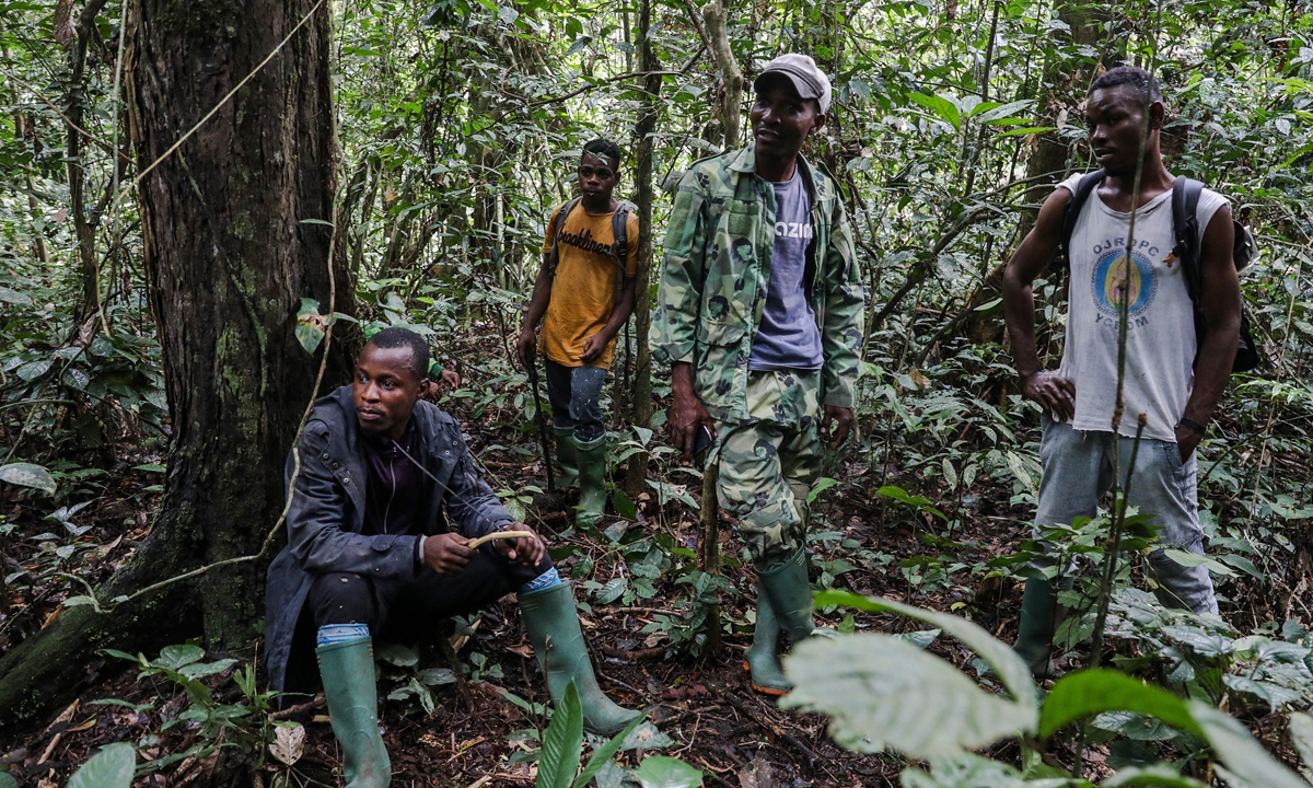 Plantation raids by hungry protected elephants frustrate Cameroon farmers - Vimarsana News