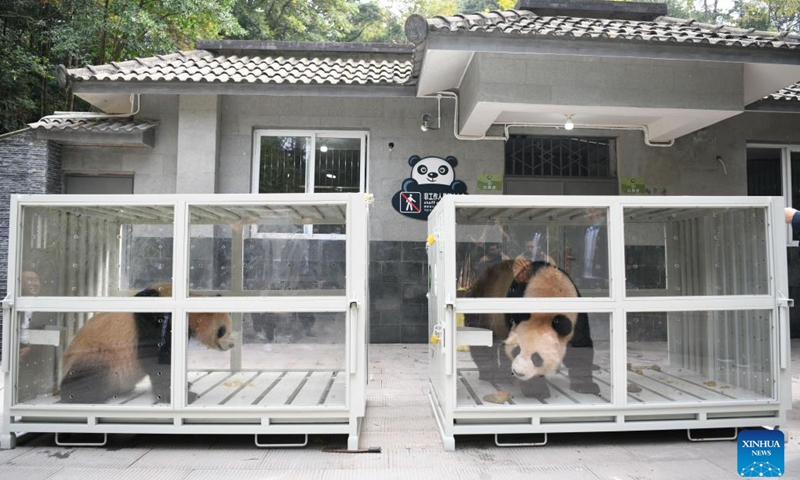Giant pandas Si Hai (L) and Jing Jing await their journey to Qatar at the Ya'an base of the China Conservation and Research Center for the Giant Panda in southwest China's Sichuan Province, Oct. 18, 2022.(Photo: Xinhua)