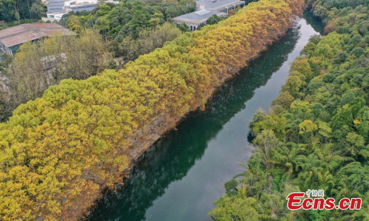 Gorgeous plane trees turn goldern along the banks of the Huaxi River in Guiyang, southwest China's Guizhou Province, Oct 24, 2022. Photo:China News Service
