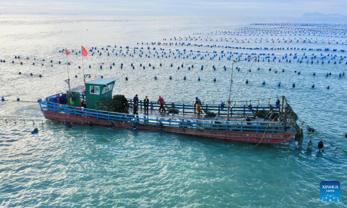 This aerial photo taken on Oct 26, 2022 shows boats traveling in the aquaculture area of Sansha Township in the morning in Xiapu County, southeast China's Fujian Province. The sea area of Xiapu County has entered the peak season of autumn harvest. Boats travel through vast aquaculture area, harvesting aquatic products such as laver and oysters, from sunrise to sunset. Photo:Xinhua 