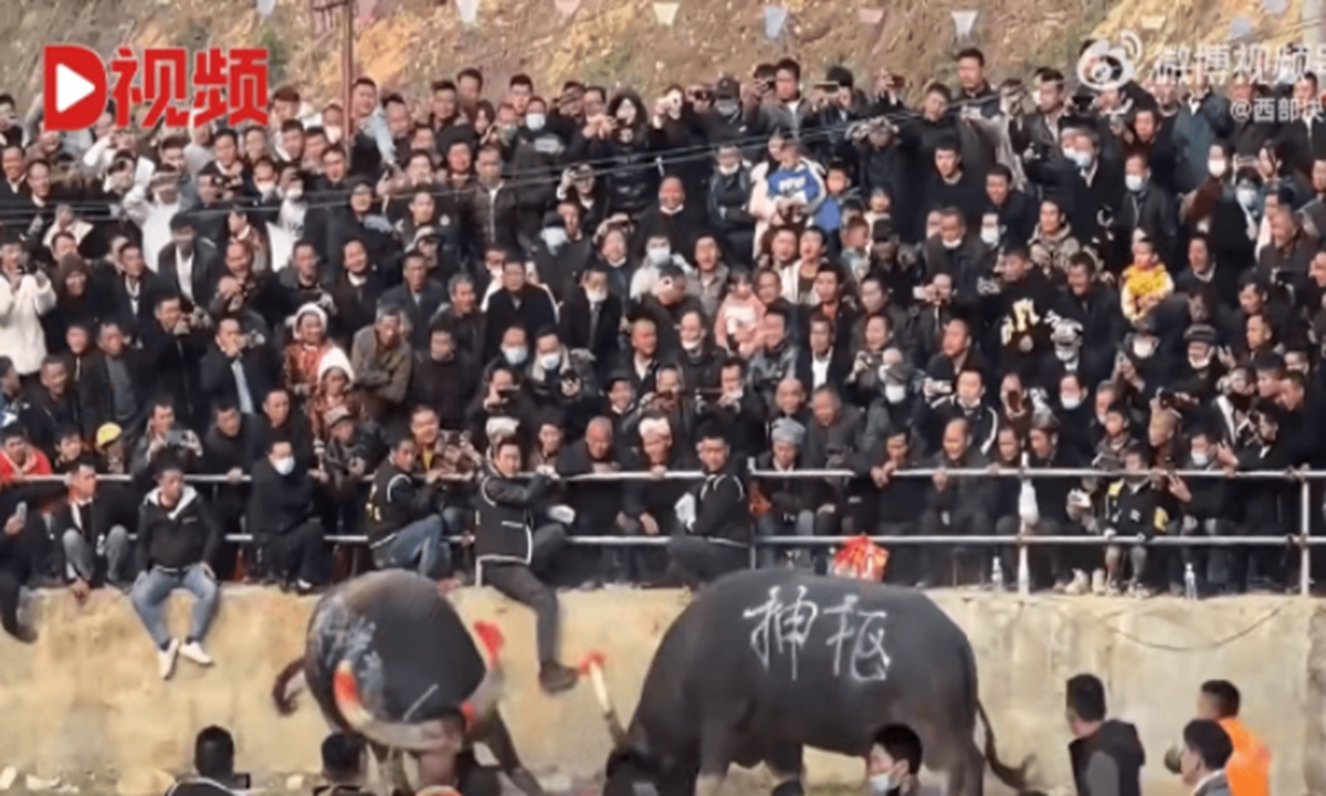 Bullfight in rural SW China's Guizhou Province draws 80,000 villagers to watch. Screenshot of D Video