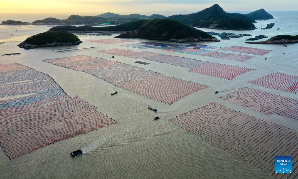 This aerial photo taken on Oct 26, 2022 shows boats traveling in the aquaculture area of Sansha Township in the morning in Xiapu County, southeast China's Fujian Province. The sea area of Xiapu County has entered the peak season of autumn harvest. Boats travel through vast aquaculture area, harvesting aquatic products such as laver and oysters, from sunrise to sunset. Photo:Xinhua 