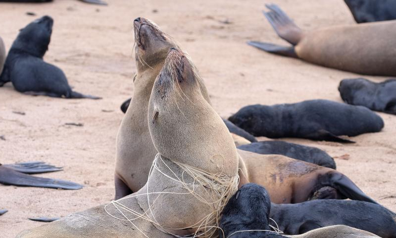 A Cape Fur Seal entangled in fishing line rests on the shore in Walvis Bay, Namibia, on Dec. 4, 2020. Photo: Xinhua