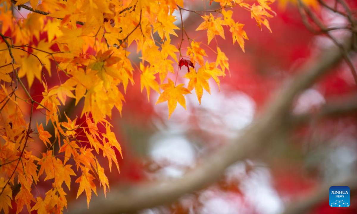 Tourists enjoy the autumn view in Andong, North Gyeongsang province, South Korea, Oct 28, 2022. Photo:Xinhua
