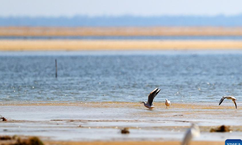 This photo taken on Oct. 29, 2022 shows the scenery in Fayoum, Egypt. Photo: Xinhua