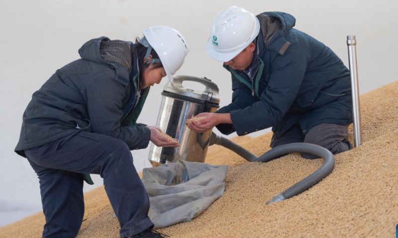 Workers take samples of newly purchased soybeans at a company of China Grain Reserves Group (Sinograin) in Harbin, northeast China's Heilongjiang Province, Oct. 28, 2022. Autumn grain purchasing work is underway in Heilongjiang. Photo: Xinhua