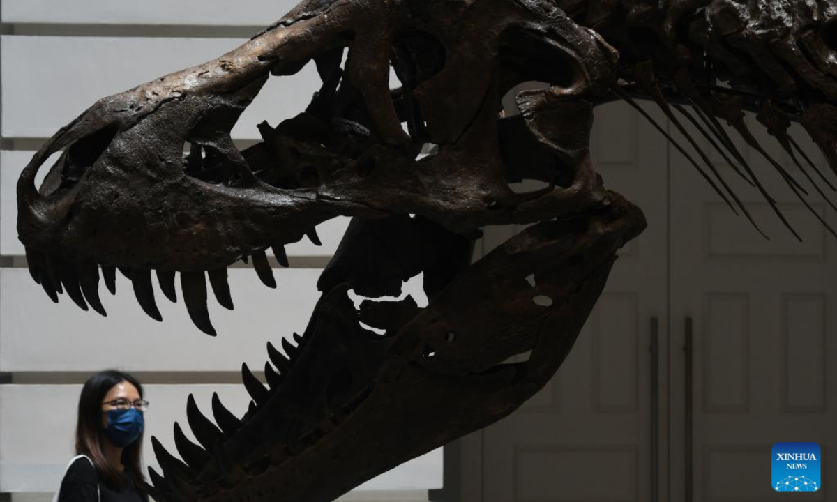 Visitors look at the skeleton of a Tyrannosaurus Rex named Shen at the Victoria Theatre and Concert Hall in Singapore on Oct 28, 2022.

The skeleton is displayed in Singapore from Friday to Sunday, before being auctioned in China's Hong Kong. Photo:Xinhua