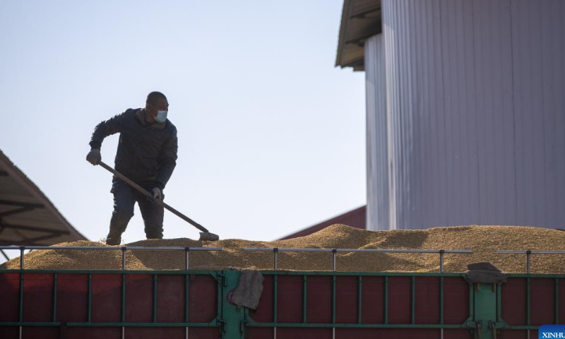 A worker arranges soybeans on a truck at a soybean trading company in Suihua, northeast China's Heilongjiang Province, Oct. 25, 2022. Autumn grain purchasing work is underway in Heilongjiang. Photo: Xinhua