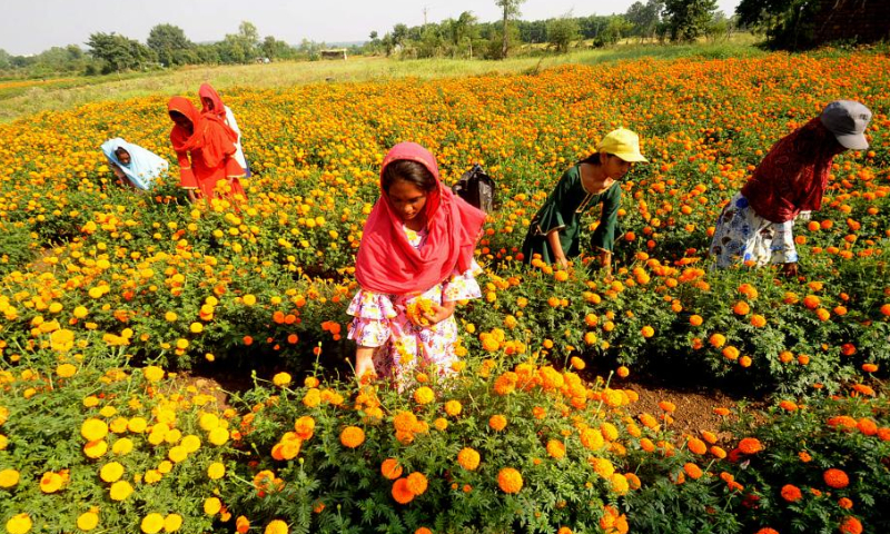 Workers pluck marigold flowers for the Diwali celebration, or the Festival of Lights, in Bhopal, capital of India's Madhya Pradesh state, Oct. 23, 2022. Photo: Xinhua