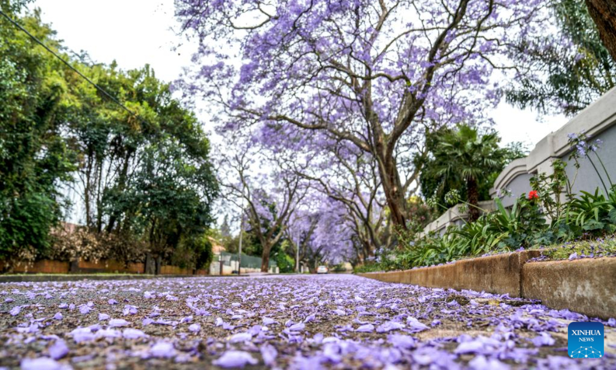 This photo taken on Oct 24, 2022 shows jacaranda trees in full bloom in Johannesburg, South Africa. Photo:Xinhua