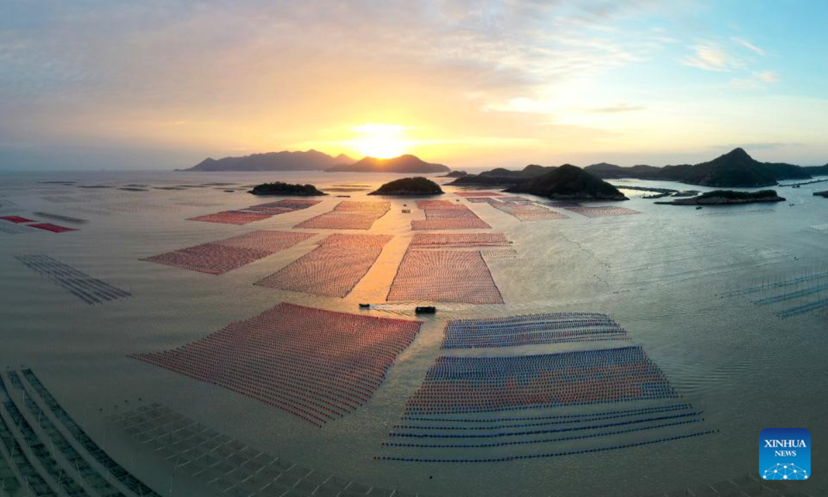This aerial photo taken on Oct 26, 2022 shows boats traveling in the aquaculture area of Sansha Township in the morning in Xiapu County, southeast China's Fujian Province. The sea area of Xiapu County has entered the peak season of autumn harvest. Boats travel through vast aquaculture area, harvesting aquatic products such as laver and oysters, from sunrise to sunset. Photo:Xinhua 