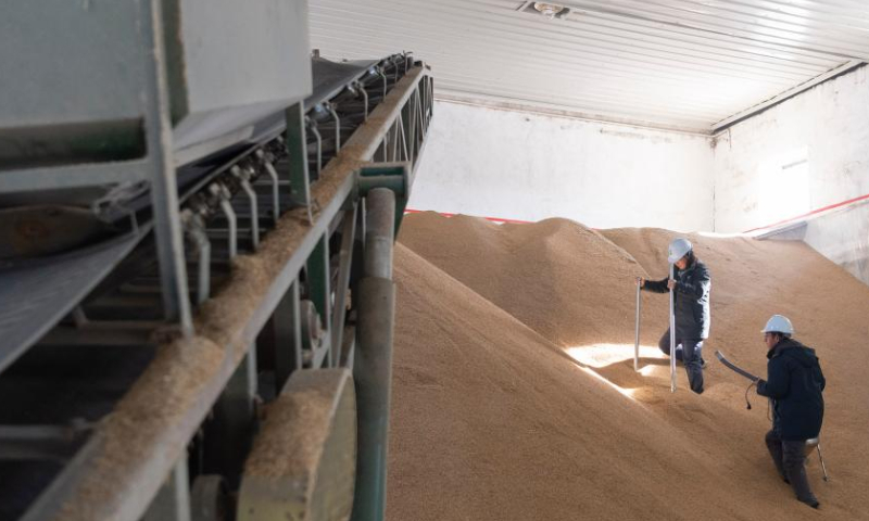 Workers take samples of newly purchased rice at a company of China Grain Reserves Group (Sinograin) in Harbin, northeast China's Heilongjiang Province, Oct. 28, 2022. Autumn grain purchasing work is underway in Heilongjiang. Photo: Xinhua