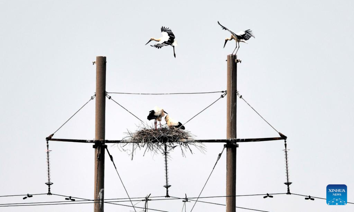 This photo taken on May 13, 2021 shows oriental white storks at the Yellow River Delta National Nature Reserve in east China's Shandong Province. The Yellow River Delta National Nature Reserve, a wetland nature reserve mainly aiming at protecting the ecosystem and rare and endangered birds at the river's estuary, was listed in 2013 on the Ramsar Convention on Wetlands of International Importance. Photo:Xinhua