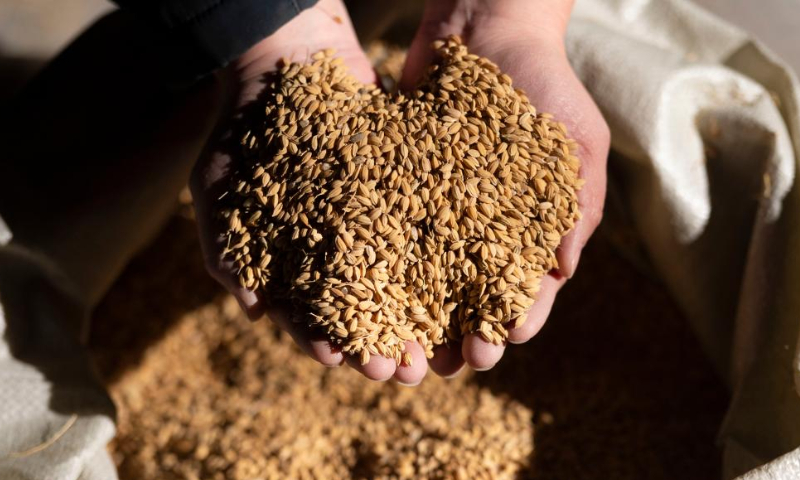 A worker checks newly purchased rice at a company of China Grain Reserves Group (Sinograin) in Harbin, northeast China's Heilongjiang Province, Oct. 28, 2022. Autumn grain purchasing work is underway in Heilongjiang. Photo: Xinhua