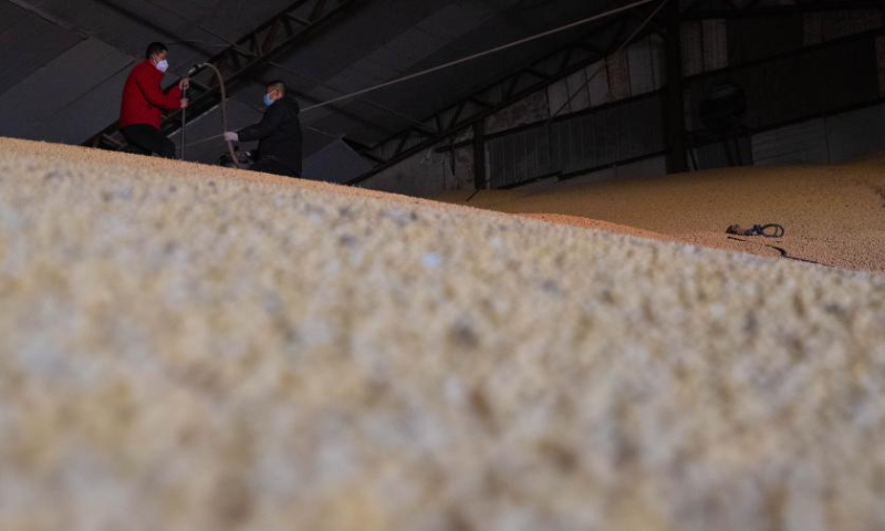 Workers take samples of soybeans at a grain trading company in Suihua, northeast China's Heilongjiang Province, Oct. 25, 2022. Autumn grain purchasing work is underway in Heilongjiang. Photo: Xinhua