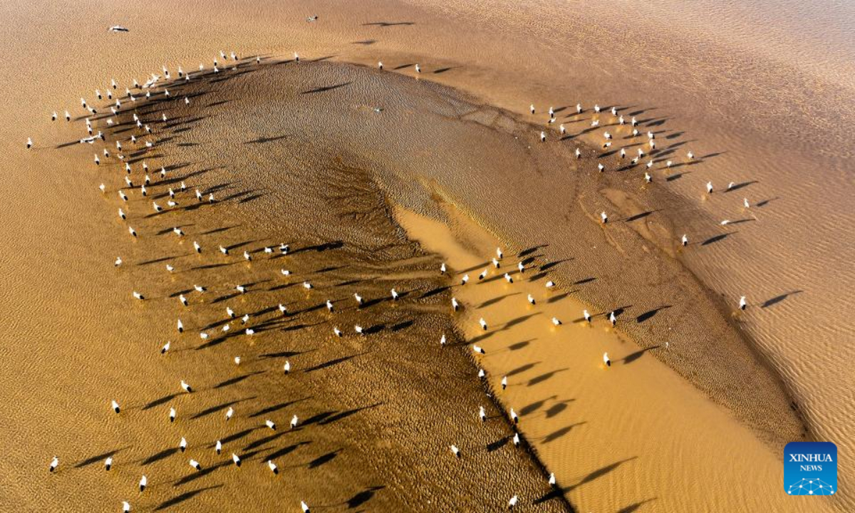 This aerial photo taken on March 2, 2022 shows oriental white storks at the Yellow River Delta National Nature Reserve in east China's Shandong Province. The Yellow River Delta National Nature Reserve, a wetland nature reserve mainly aiming at protecting the ecosystem and rare and endangered birds at the river's estuary, was listed in 2013 on the Ramsar Convention on Wetlands of International Importance. Photo:Xinhua