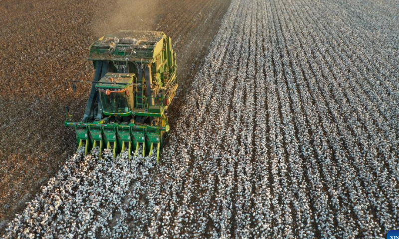 A cotton picker works in a field in northwest China's Xinjiang Uygur Autonomous Region, Oct. 13, 2022. The cotton harvest season started in October in Xinjiang, the largest cotton-growing area in China. Photo: Xinhua