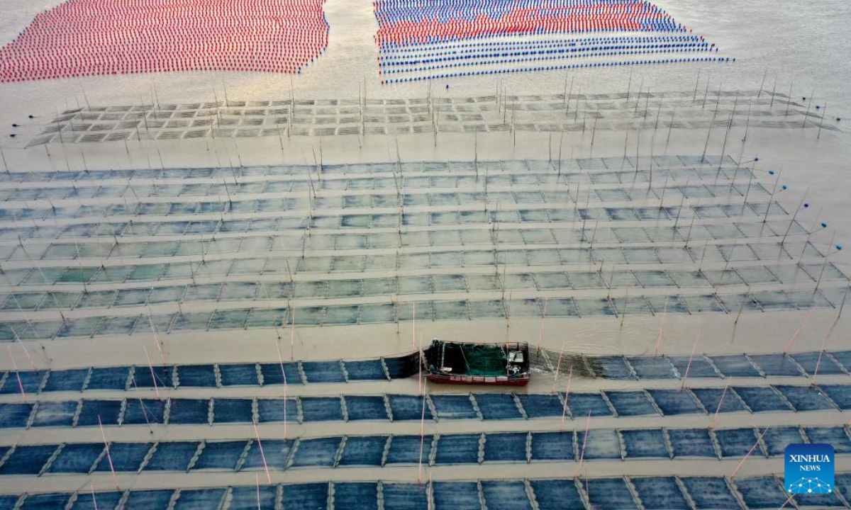 This aerial photo taken on Oct 26, 2022 shows boats traveling in the aquaculture area of Sansha Township in the morning in Xiapu County, southeast China's Fujian Province. The sea area of Xiapu County has entered the peak season of autumn harvest. Boats travel through vast aquaculture area, harvesting aquatic products such as laver and oysters, from sunrise to sunset. Photo:Xinhua 