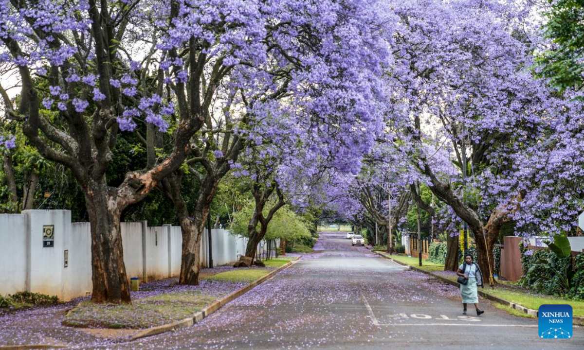 This photo taken on Oct 24, 2022 shows jacaranda trees in full bloom in Johannesburg, South Africa. Photo:Xinhua