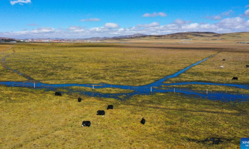 This aerial photo taken on Oct. 20, 2022 shows a wetland in Hongyuan County of Aba Tibetan and Qiang Autonomous Prefecture, southwest China's Sichuan Province. Photo: Xinhua