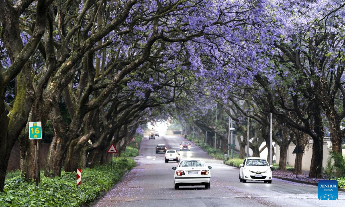 This photo taken on Oct 24, 2022 shows jacaranda trees in full bloom in Johannesburg, South Africa. Photo:Xinhua