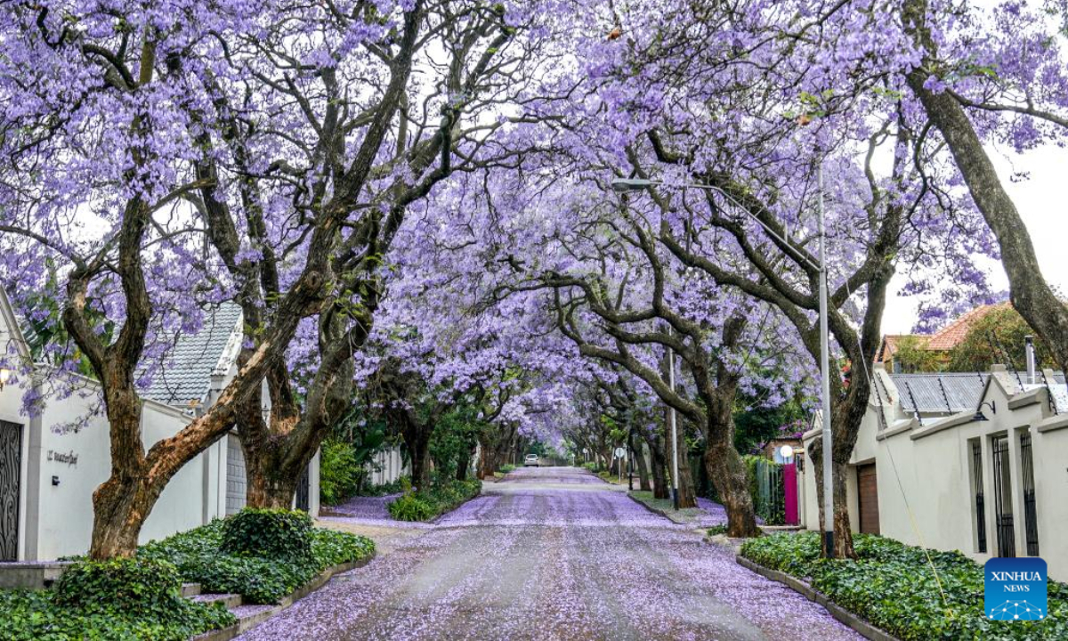 Jacaranda trees in full bloom in Johannesburg, South Africa Global Times