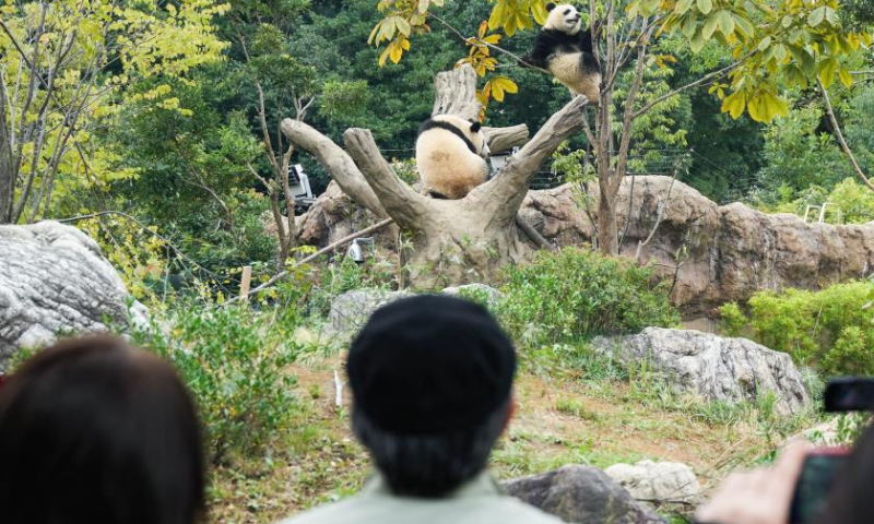 Visitors watch giant pandas at the Ueno Zoo in Tokyo, Japan, Oct. 28, 2022. To mark the 50th anniversary of the arrival of Chinese giant pandas in Japan, Tokyo's Ueno Zoo has recently set up a Giant Panda Post Office. Photo：Xinhua
