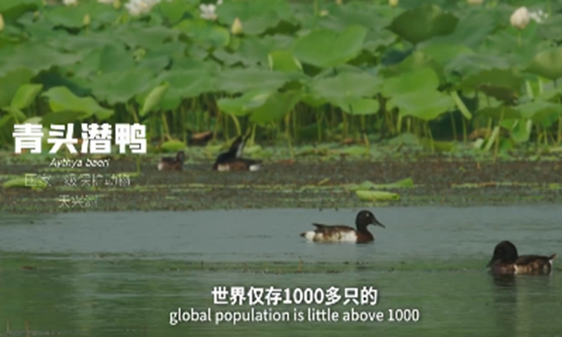 Wuhan becomes the world's first wetland city with a population of over 10 million. Screenshot of Phoenix Weekly
