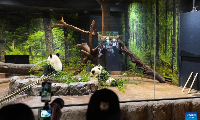 Giant pandas eat bamboos at the Ueno Zoo in Tokyo, Japan, Oct. 28, 2022. To mark the 50th anniversary of the arrival of Chinese giant pandas in Japan, Tokyo's Ueno Zoo has recently set up a Giant Panda Post Office. Photo：Xinhua