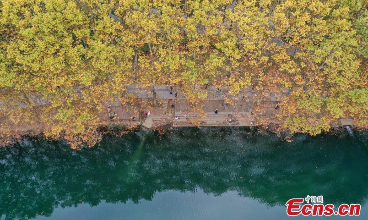 Gorgeous plane trees turn goldern along the banks of the Huaxi River in Guiyang, southwest China's Guizhou Province, Oct 24, 2022. Photo:China News Service