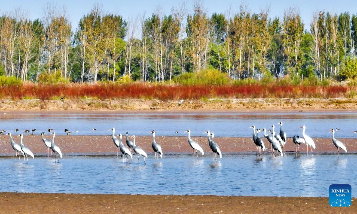 This photo taken on Oct 18, 2022 shows white-naped cranes at the Yellow River Delta National Nature Reserve in east China's Shandong Province. The Yellow River Delta National Nature Reserve, a wetland nature reserve mainly aiming at protecting the ecosystem and rare and endangered birds at the river's estuary, was listed in 2013 on the Ramsar Convention on Wetlands of International Importance. Photo:Xinhua