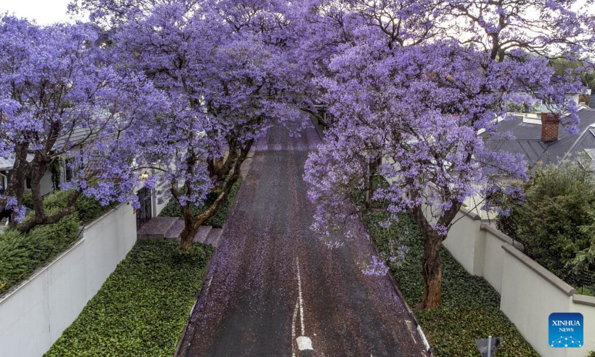 This photo taken on Oct 24, 2022 shows jacaranda trees in full bloom in Johannesburg, South Africa. Photo:Xinhua