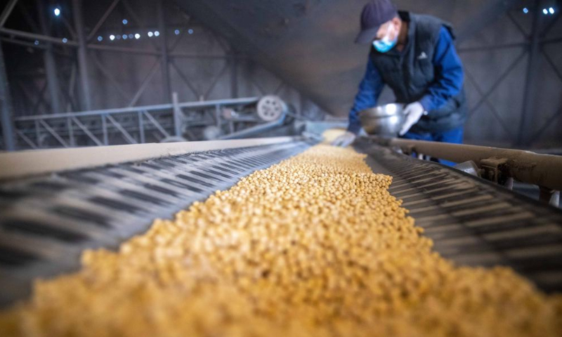 A worker takes samples of soybeans at a grain trading company in Suihua, northeast China's Heilongjiang Province, Oct. 25, 2022. Autumn grain purchasing work is underway in Heilongjiang. Photo: Xinhua