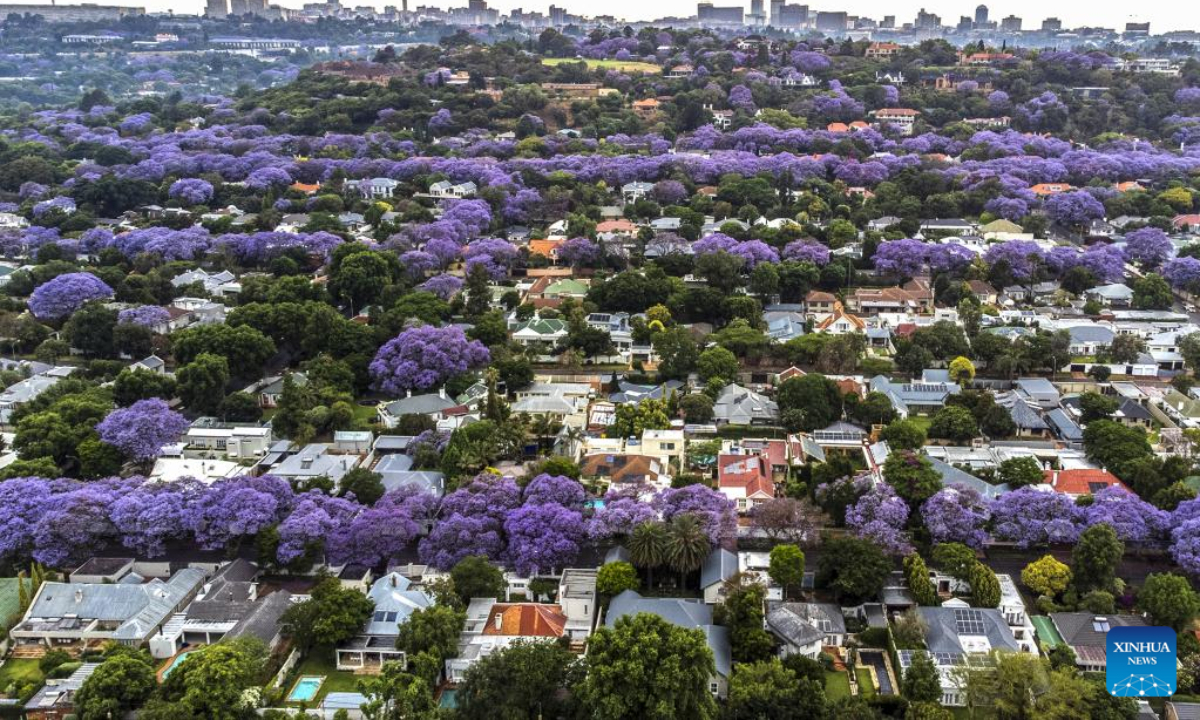 This aerial photo taken on Oct 24, 2022 shows jacaranda trees in full bloom in Johannesburg, South Africa. Photo:Xinhua