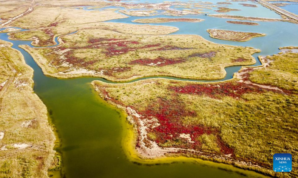 This aerial photo taken on Oct 18, 2022 shows scenery at the Yellow River Delta National Nature Reserve in east China's Shandong Province. The Yellow River Delta National Nature Reserve, a wetland nature reserve mainly aiming at protecting the ecosystem and rare and endangered birds at the river's estuary, was listed in 2013 on the Ramsar Convention on Wetlands of International Importance. Photo:Xinhua