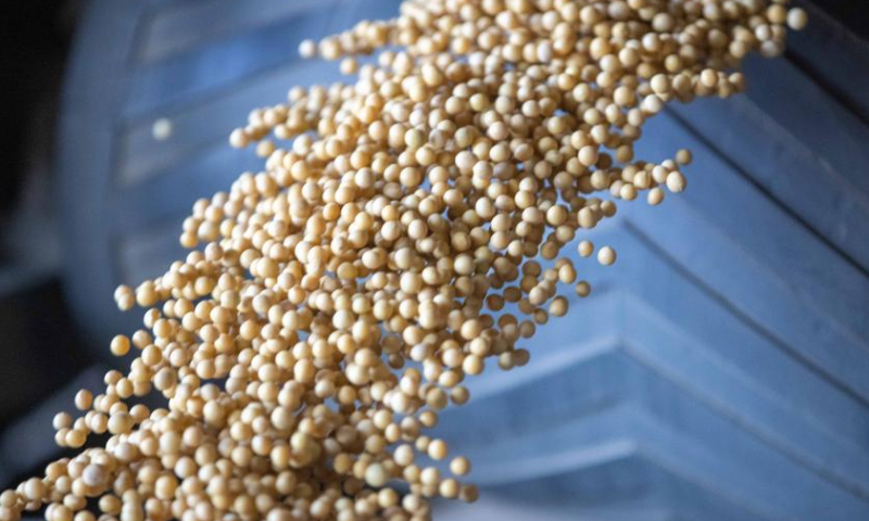 This photo shows sorted soybeans at a grain trading company in Suihua, northeast China's Heilongjiang Province, Oct. 25, 2022. Autumn grain purchasing work is underway in Heilongjiang. Photo: Xinhua