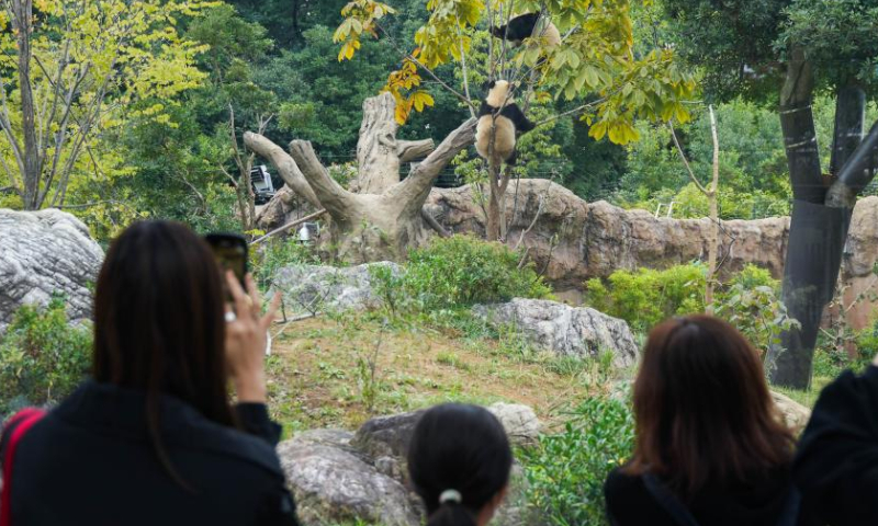 Visitors watch giant pandas at the Ueno Zoo in Tokyo, Japan, Oct. 28, 2022. To mark the 50th anniversary of the arrival of Chinese giant pandas in Japan, Tokyo's Ueno Zoo has recently set up a Giant Panda Post Office. Photo：Xinhua