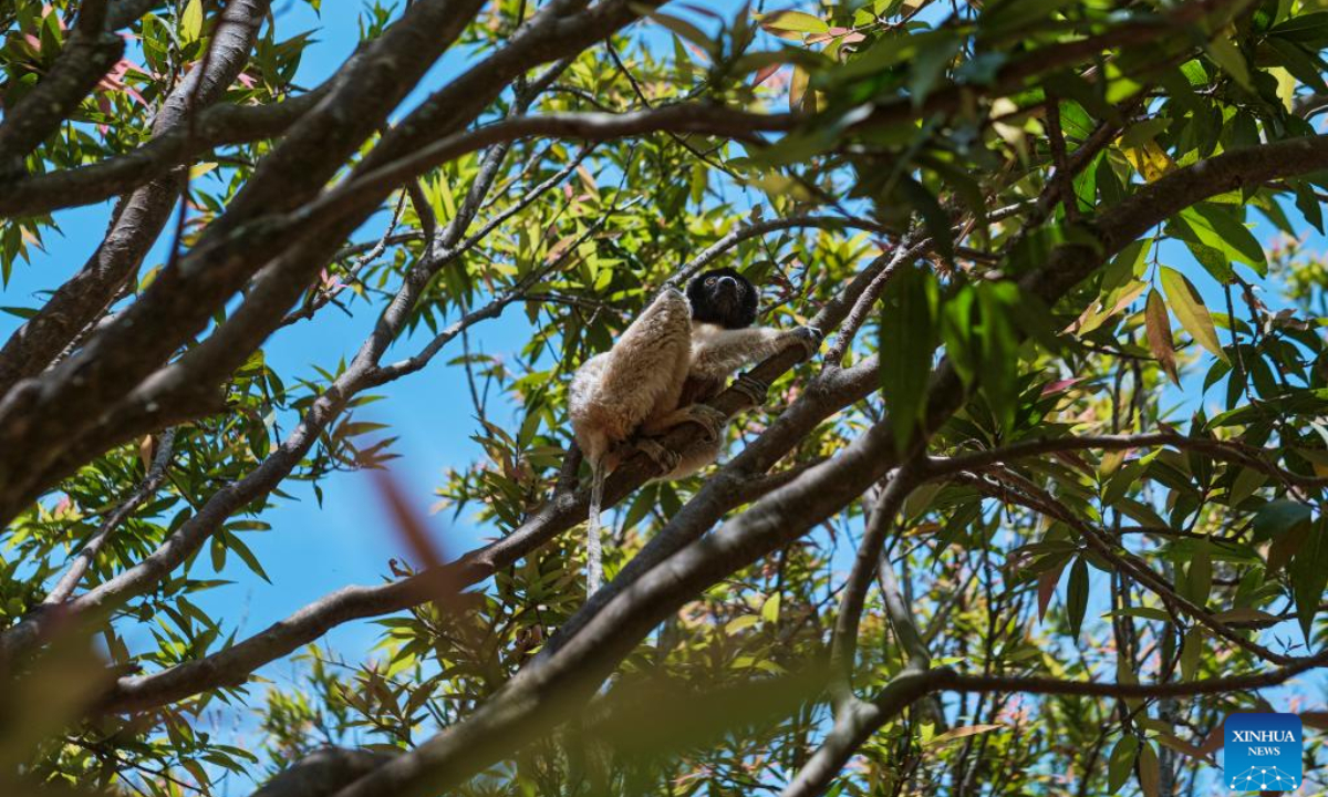 A lemur is seen near Antananarivo, Madagascar, Oct 21, 2022. Many species of lemurs are listed on the International Union for Conservation of Nature (IUCN) Red List of Threatened Species and are in danger of extinction due to habitat destruction and illegal hunting in recent years. Photo:Xinhua