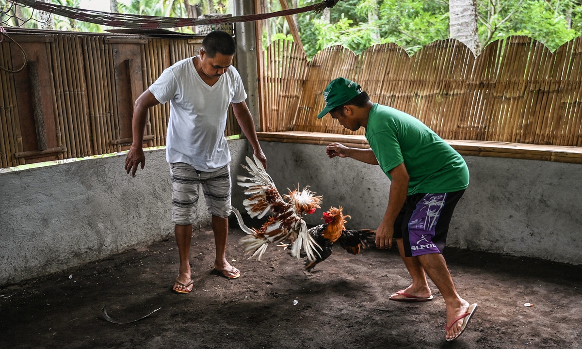 Roosters fight as part of a demonstration at a gamefarm in Dolores, the Philippines. Photo: AFP