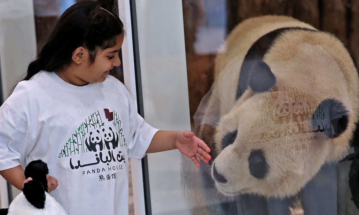 A child interacts with a Chinese giant panda through protective glass at the Panda Park in Al Khor, Qatar. on October 19, 2022. Photo: VCG
