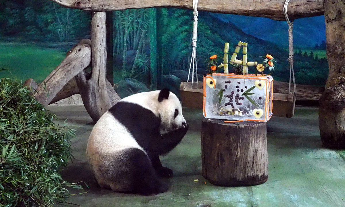 Giant panda Tuan Tuan celebrated its 14th birthday at the Taipei Zoo on August 30, 2018. Photo: IC