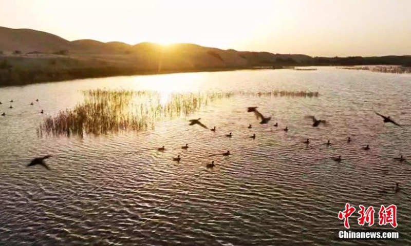 A flock of migrant birds forage at the Lop Nur National Wetland Park in Yuli County, Bayingolin Mongolian Autonomous Prefecture, northwest China's Xinjiang Uyghur Autonomous Region. The number of migrant birds in the wetland park keeps rising as the eco-environment has improved in recent years. (Photo: China News Service/Wang Hanbing)
