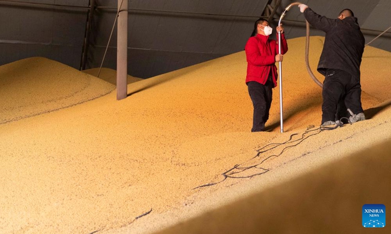 Staff members sample newly harvested soybeans for quality testing at a grain trading company in Suihua of northeast China's Heilongjiang Province, Oct. 25, 2022. Heilongjiang, a significant grain-producing province in China, has recorded a bountiful soybean harvest recently. (Xinhua/Zhang Tao)