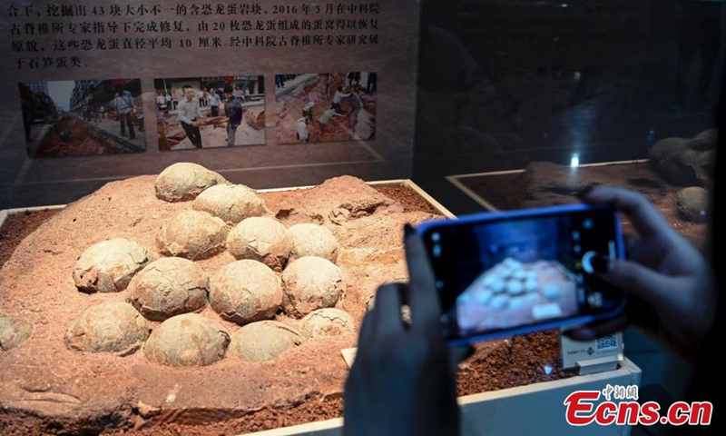 A tourist takes photos of dinosaur egg fossils displayed at the Heyuan Dinosaur Museum in south China's Guangdong Province, Oct. 25, 2022. (Photo: China News Service/Chen Jimin)

