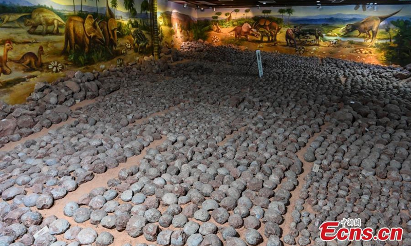 Photo taken on Oct. 25, 2022 shows dinosaur egg fossils displayed at the Heyuan Dinosaur Museum in south China's Guangdong Province. (Photo: China News Service/Chen Jimin) 